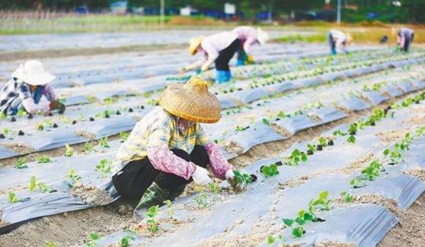 茄子、辣椒秧，什麼時候培育最佳？要根據民間的24節氣諺語嗎？