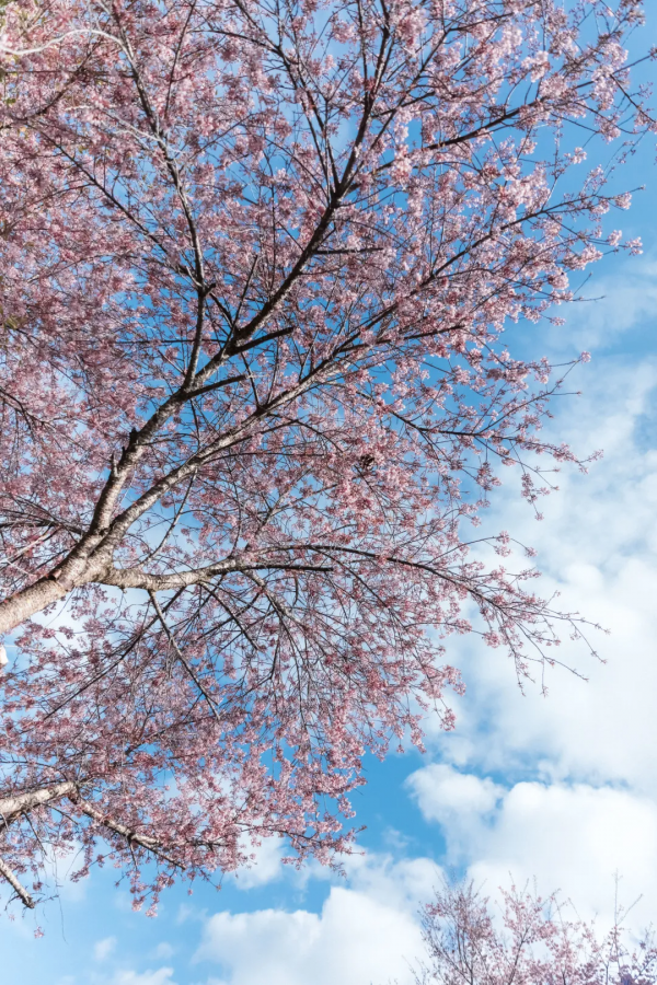 去騰衝櫻花谷，賞“浪漫櫻花”