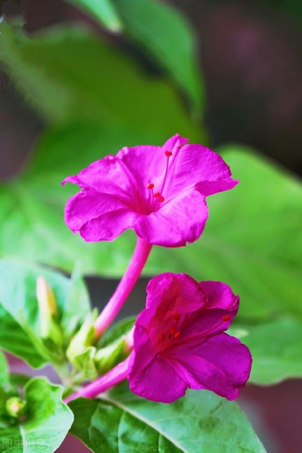 紫茉莉,夜來香,地雷花,說的都是它 紫茉莉,夜來香,地雷花,說的都是它