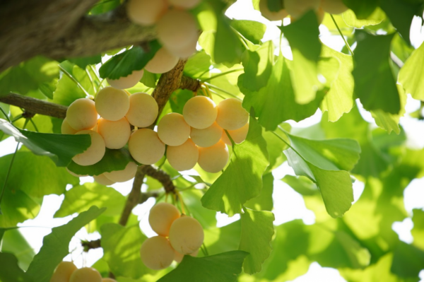 隔夜茶“致癌”，蘋果核“劇毒”，各種傳聞是真是假？