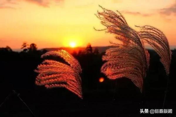 藏頭小詩／落葉無聲，鴻雁悲切