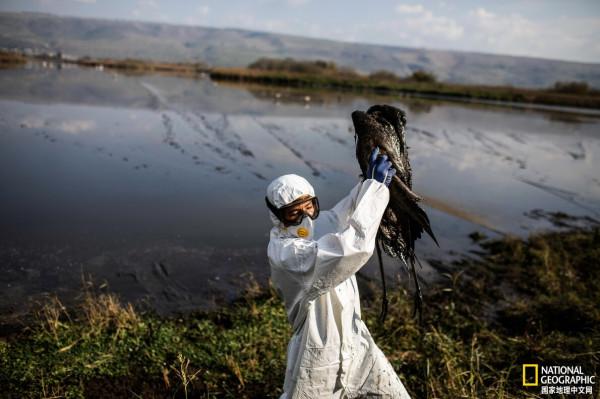 以色列暴發致命禽流感，野生動物面臨危機