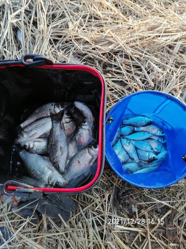 不斷改變作釣思路，寒冷冬季也能釣大板鯽