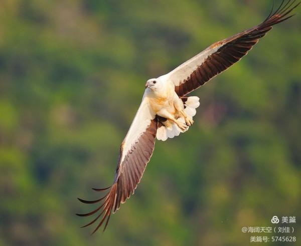 鳥類空中的戰鬥機&mdash;&mdash;白腹海雕