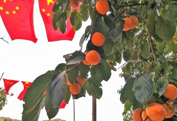 請君入孝義 邂逅秋天的浪漫