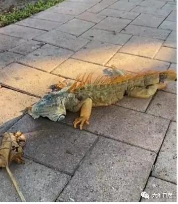 美國出現天上掉下大蜥蜴雨,是氣溫太低,綠鬣蜥被凍得從樹上掉下 美國出現天上掉下大蜥蜴雨,是氣溫太低,綠鬣蜥被凍得從樹上掉下