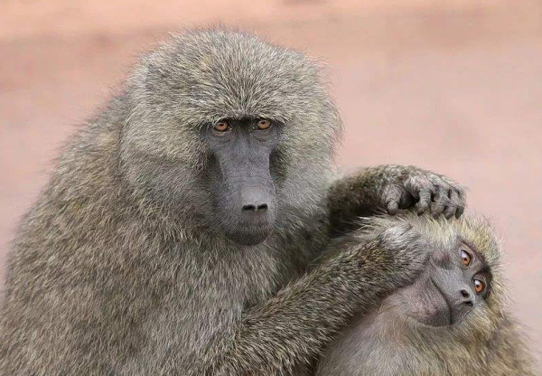 1984年,美國母親為給初生女兒續命,冒險移植狒狒心臟,最後怎樣了? 1984年,美國母親為給初生女兒續命,冒險移植狒狒心臟,最後怎樣了?