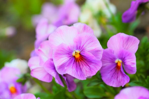 耐寒花草清單,一共14種,有些零下30度凍不死,很適合秋天栽種 耐寒花草清單,一共14種,有些零下30度凍不死,很適合秋天栽種