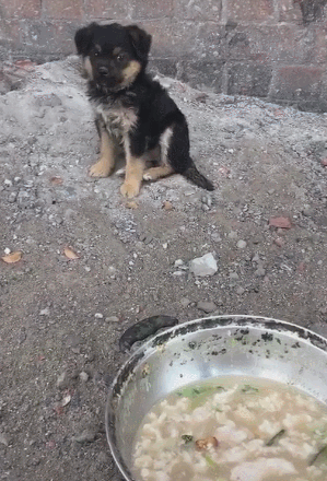 在路邊撿到個小奶狗，膽小到不敢吃飯，但是人走開之後反應異常