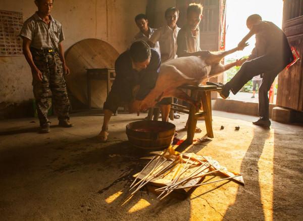 年豬叫，春節到