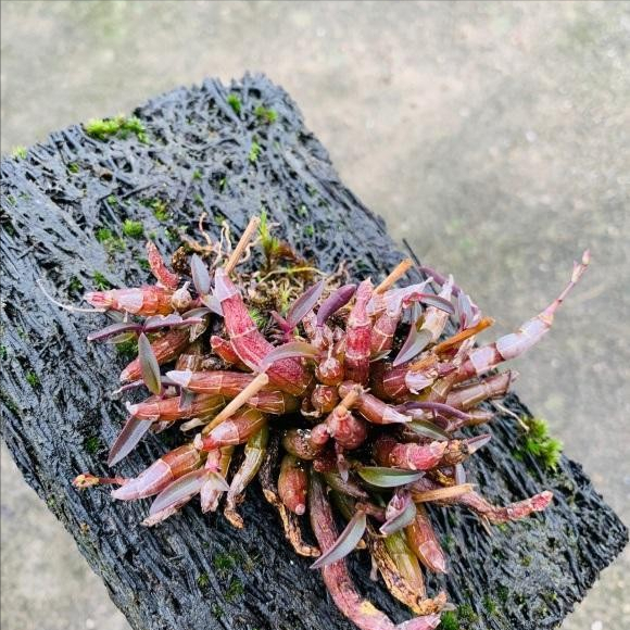 秋天到了，滿地都是寶貝“松樹皮”，養花有奇效