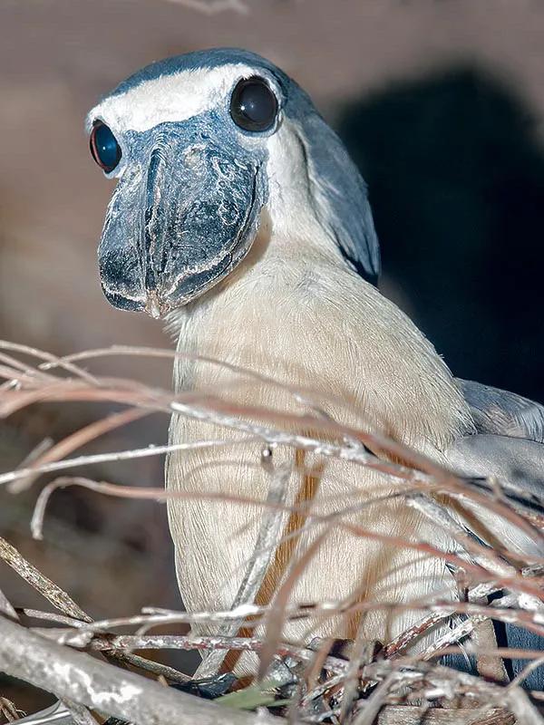 鯨頭鸛不同父異母的親兄弟