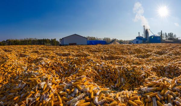 東北玉米陷入“怪圈”,告訴你真相,漲價“勾人”,落價“丟魂” 東北玉米陷入“怪圈”,告訴你真相,漲價“勾人”,落價“丟魂”