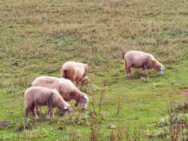 號稱雲南的小紐西蘭,小眾露營地——麼波衝 號稱雲南的小紐西蘭,小眾露營地——麼波衝