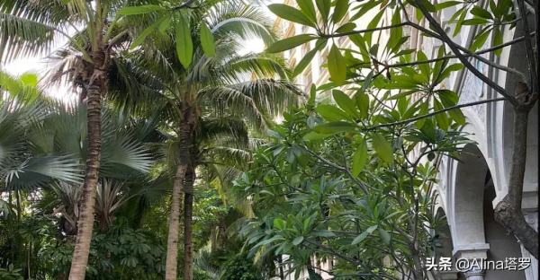 Alina私語——10月11日十二星座周