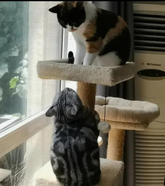 好惶惑,好多人問為啥把四喜送人,為啥送人的是四喜不是三花? 好惶惑,好多人問為啥把四喜送人,為啥送人的是四喜不是三花?