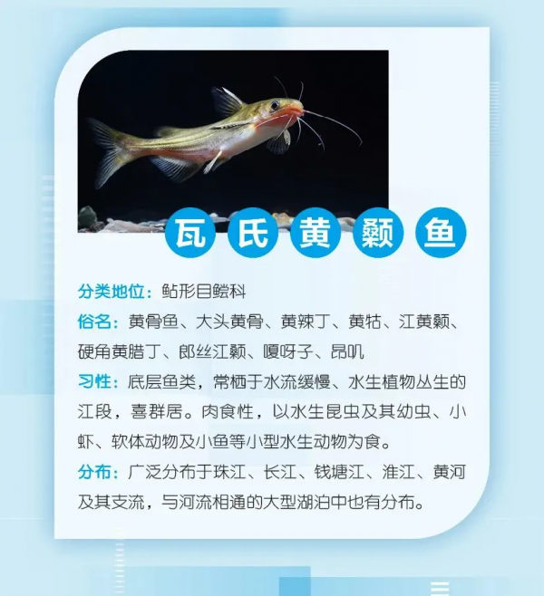 水產種業大閱兵即將開幕！這38個廣東重點魚類種質資源保護品種將亮相↘