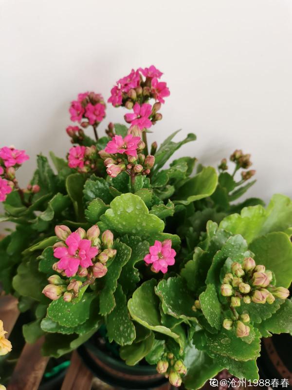 4種花現在正“餓”,多給它補點大補肥,才能長得壯 4種花現在正“餓”,多給它補點大補肥,才能長得壯