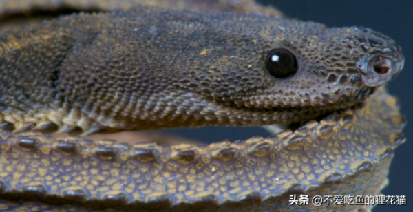 蛇界中奇特的蛇,被譽為最像龍的蛇:瓜哇閃皮蛇 蛇界中奇特的蛇,被譽為最像龍的蛇:瓜哇閃皮蛇