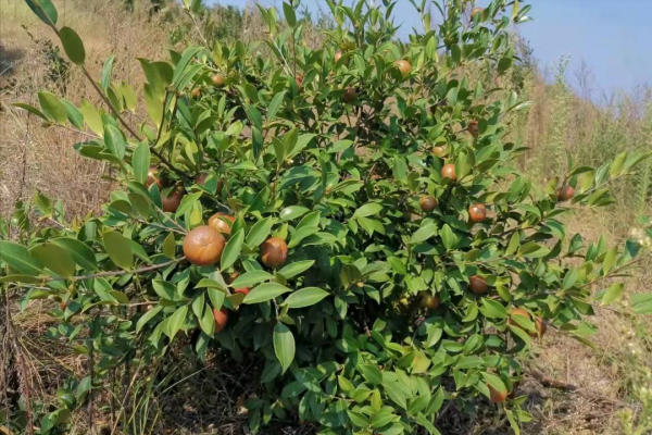 我國有一種“滿門忠烈”的野果，果拿來榨油，得了病的葉卻是水果