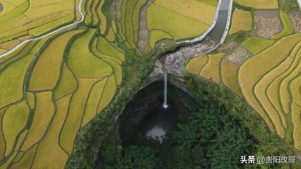 貴定臘利梯田黃了，農業觀光異常火爆