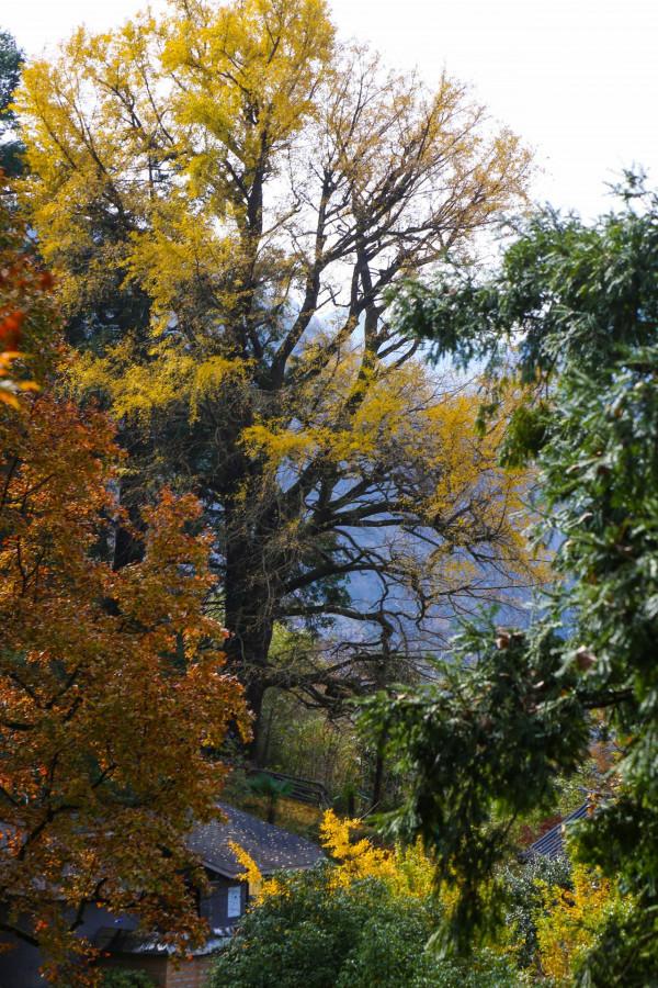 堵車、堵車、堵車，這個古村憑什麼讓遊客步行三公里入村？