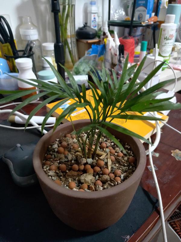 家裡光照不夠，養3種喜陰植物，耐陰好養活