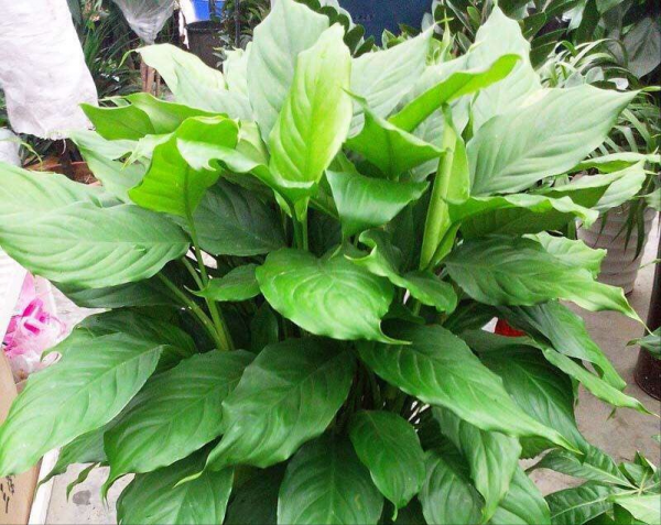 今年流行的7種“觀賞花”,家裡養一盆,大氣又吉利 今年流行的7種“觀賞花”,家裡養一盆,大氣又吉利