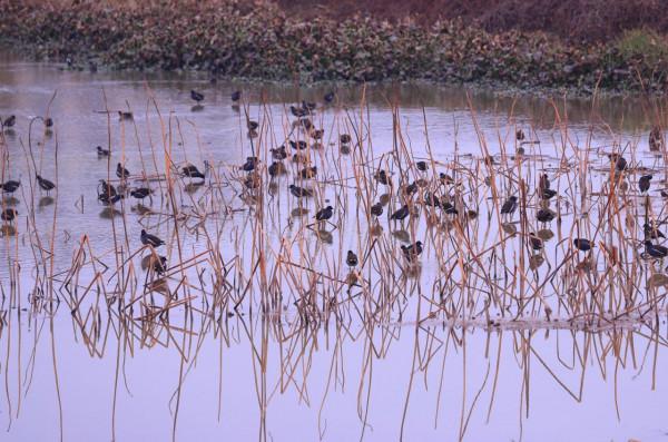 江西泰和：冬日溼地候鳥覓食