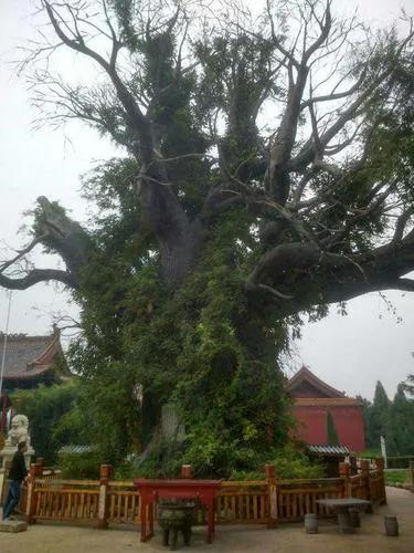 問我祖籍在何處，山西洪桐大槐樹