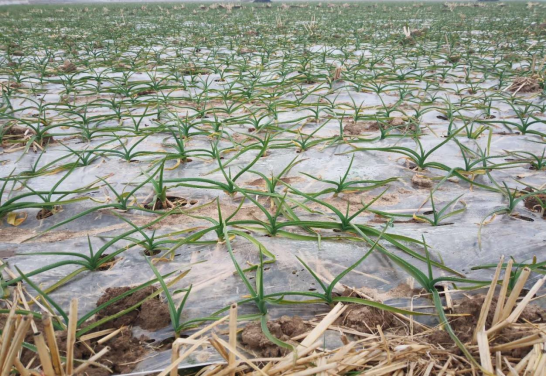 種植大蒜如何施肥?掌握以下技巧,蒜瓣大、產量高 種植大蒜如何施肥?掌握以下技巧,蒜瓣大、產量高