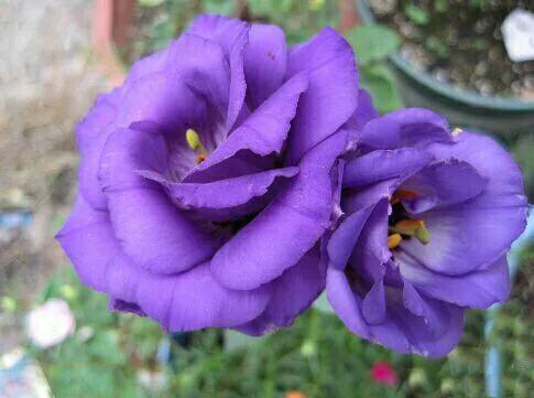 五彩斑斕洋桔梗花 五彩斑斕洋桔梗花