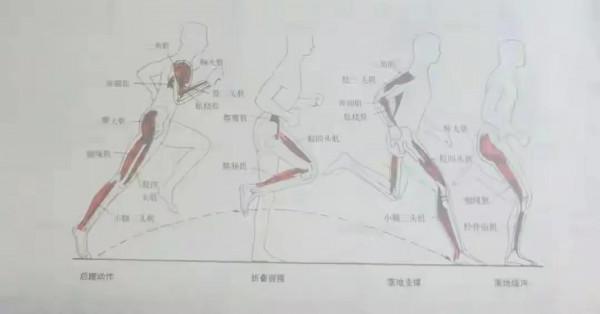 居家運動‖想要跑得更快,需要強化哪些肌肉群? 居家運動‖想要跑得更快,需要強化哪些肌肉群?