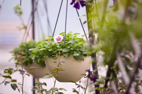 （2019）園丁獎露臺組《003號》一卷花薔 沉澱的時光