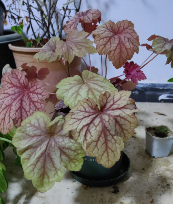 陰涼處也能養花，這5種花，沒光也長得照樣好