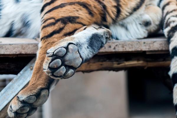 多地野豬成災，動物園卻有很多華南虎，能不能放老虎去捕捉野豬？