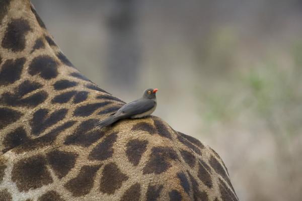 監守自盜的赤腳醫生,兼職吸血鬼的保潔人員:牛椋鳥 監守自盜的赤腳醫生,兼職吸血鬼的保潔人員:牛椋鳥