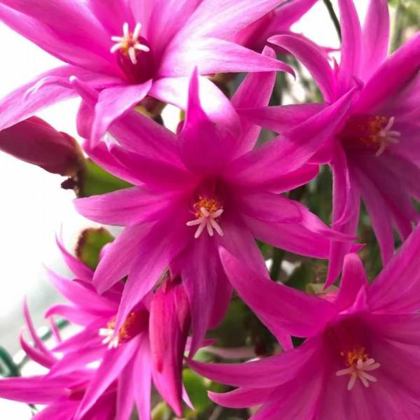 君子蘭蟹爪蘭不開花,虐一虐,關小黑屋,很快能解決 君子蘭蟹爪蘭不開花,虐一虐,關小黑屋,很快能解決