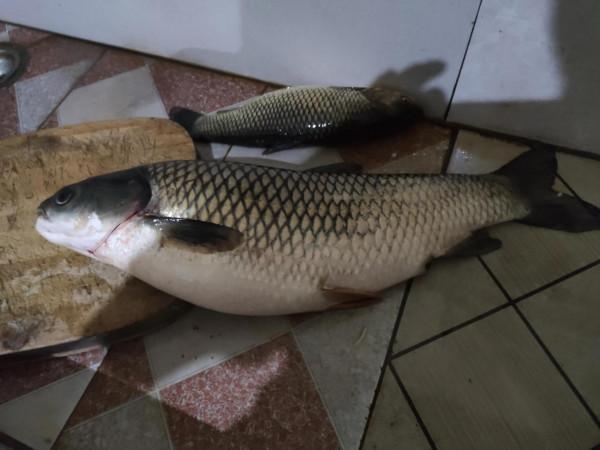 個人談談用草釣草魚的一些看法#草魚#