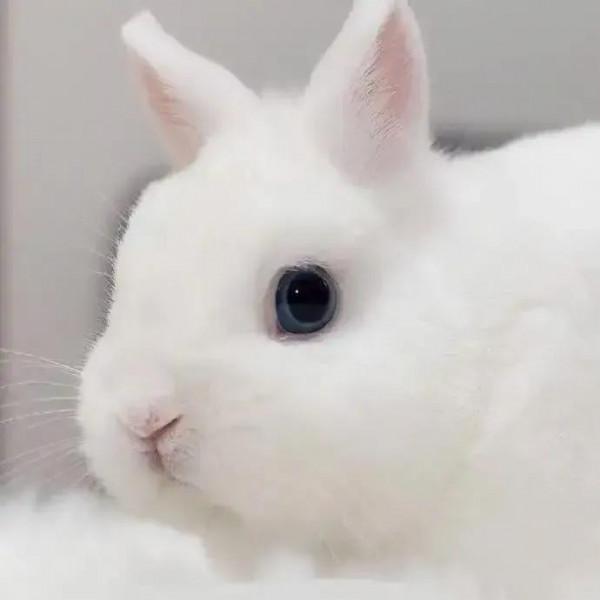 軟糯可愛的小兔兔，毛絨絨治癒力超強