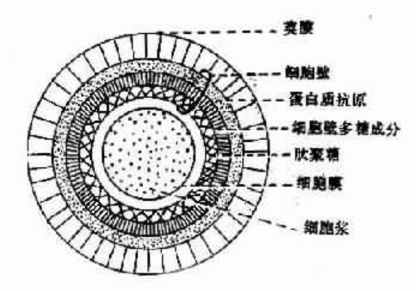 切爾諾貝利發現的真菌，靠“吞輻射”繁殖，有可能成為航天黑科技
