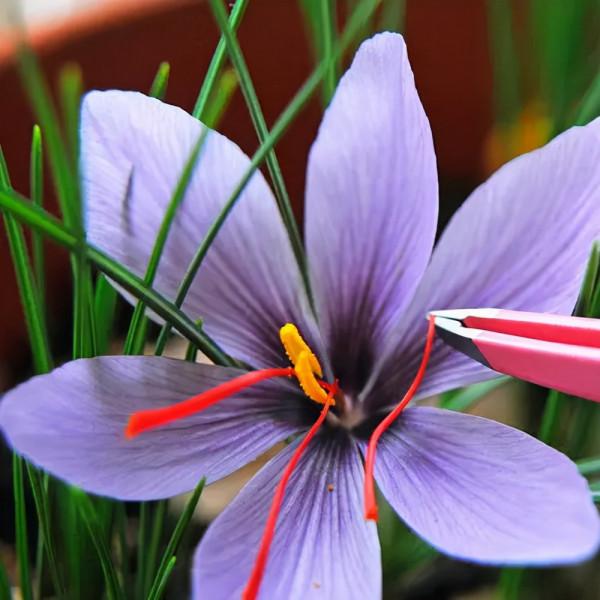 5種“女人花”,吃好又好聞,摘葉子花朵泡茶煲湯,養出嬌嫩容顏 5種“女人花”,吃好又好聞,摘葉子花朵泡茶煲湯,養出嬌嫩容顏