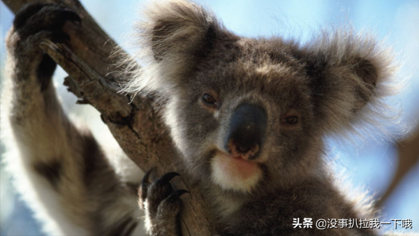 我告訴你這些動物心裡在想什麼? 我告訴你這些動物心裡在想什麼?