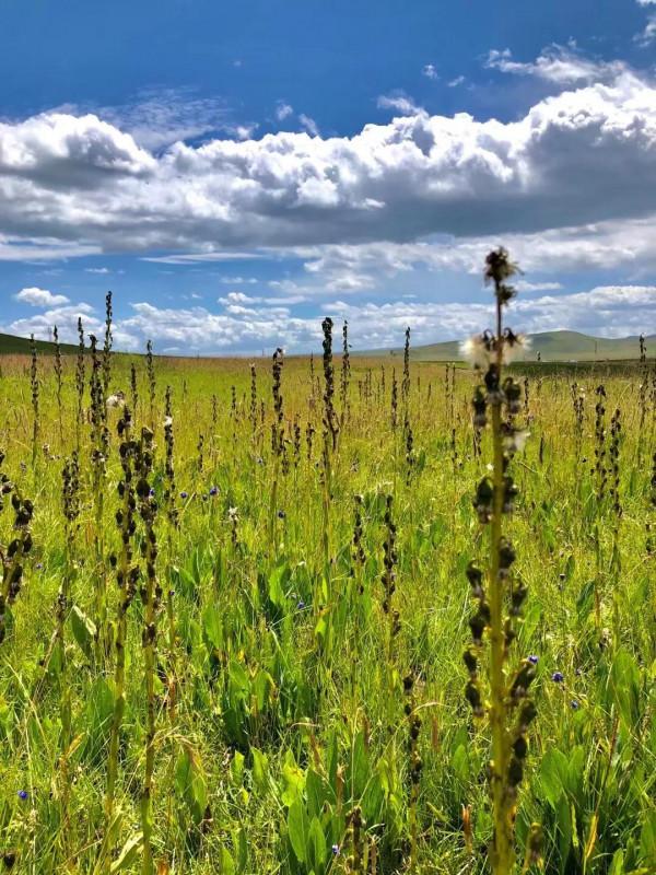 不曾想,青海還有個蒙古族自治縣,他們是成吉思汗的後裔…… 不曾想,青海還有個蒙古族自治縣,他們是成吉思汗的後裔……