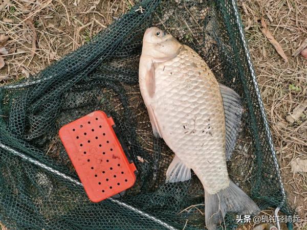 春頭冬尾難釣鯽，那是因為你沒做對這幾點