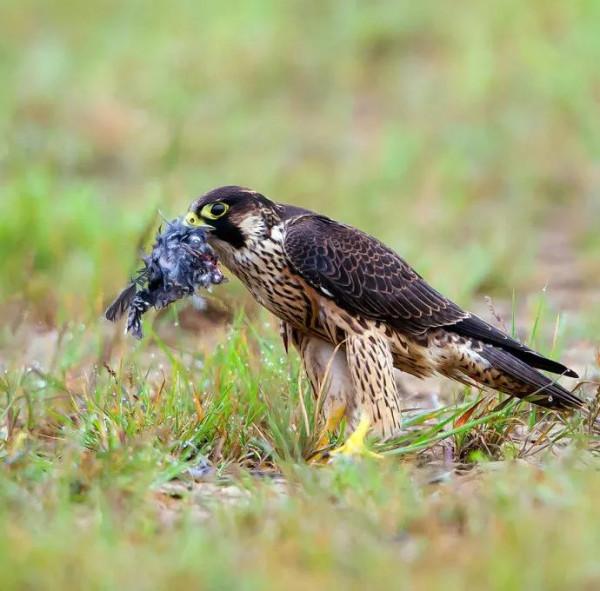 遊隼：鳥類的衝刺冠軍