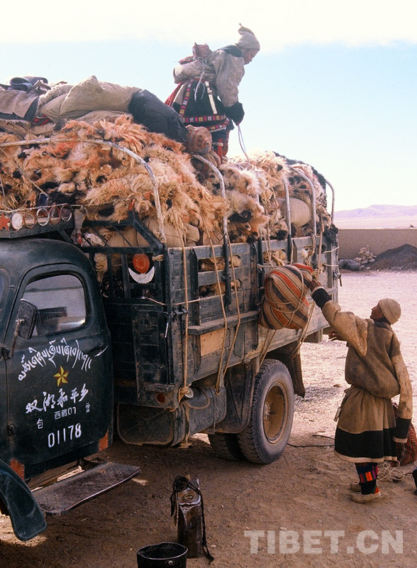 留在心中的故事:汽車、牛羊交響曲 留在心中的故事:汽車、牛羊交響曲