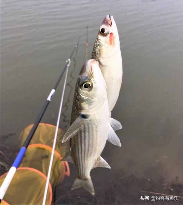 天熱肥水魚塘釣不到魚？記住5點要點，肥水也有好魚口