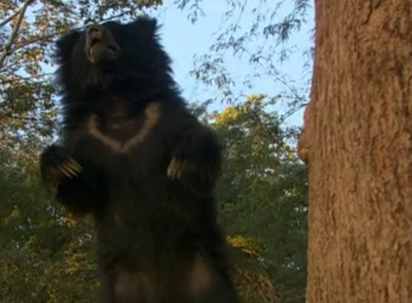 深入虎穴探尋四子之家，拍攝老虎的神秘生活，虎媽和虎崽們的故事