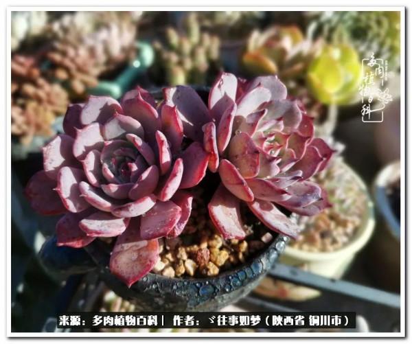 總有一段文字觸動心絃，總有那麼一盆多肉能打動你的心